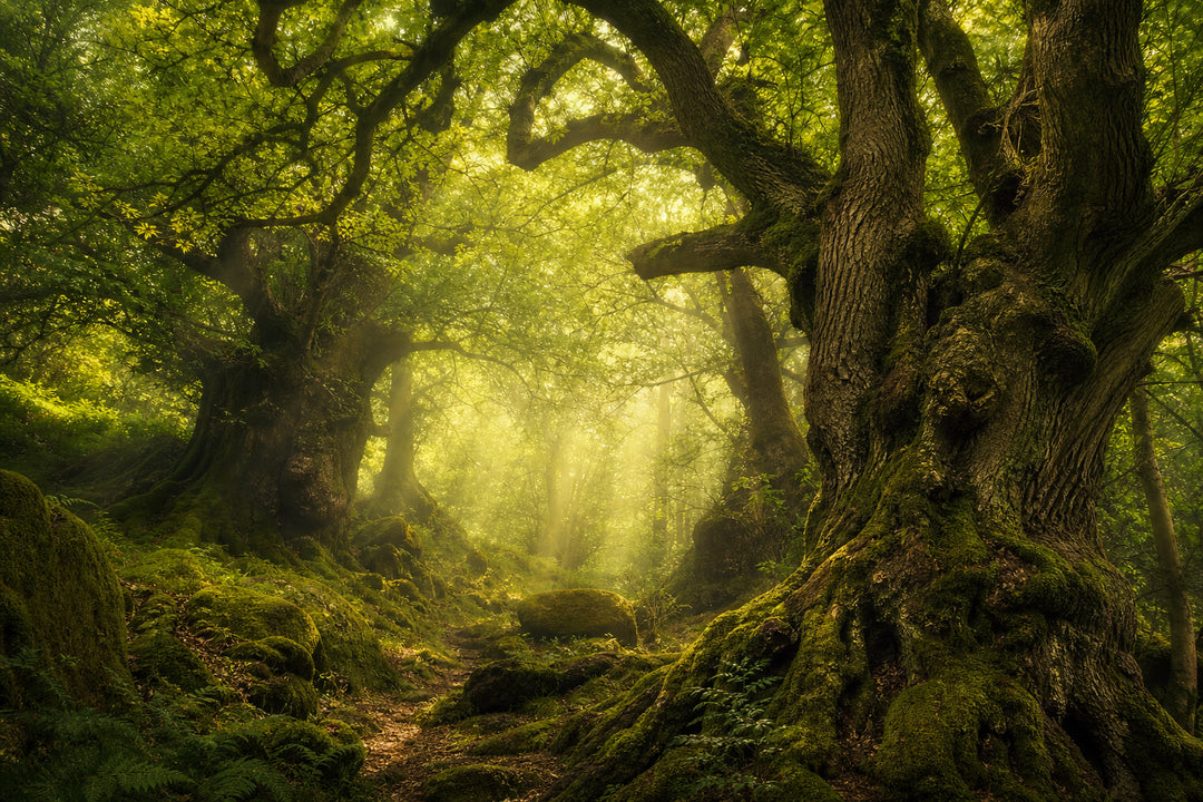 Old Grove — The Forgotten Forest Sanctuary Hidden Beneath Ancient Trees