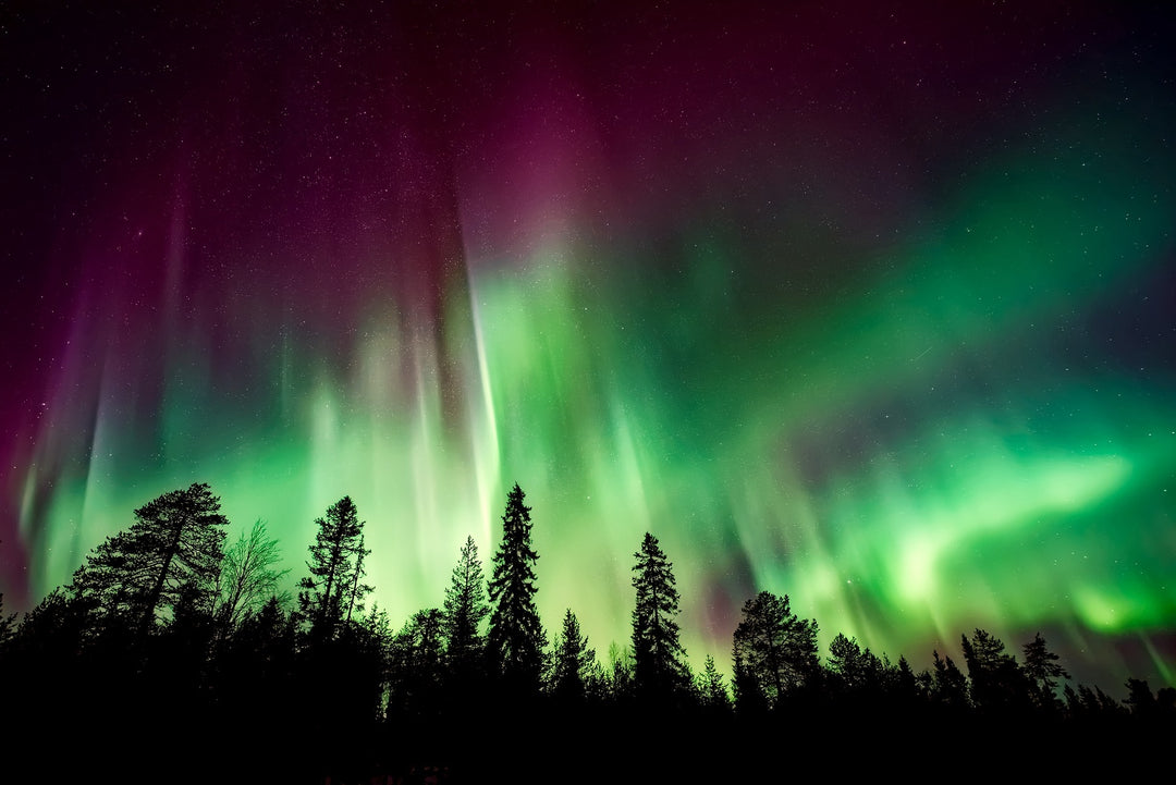 northern lights over trees