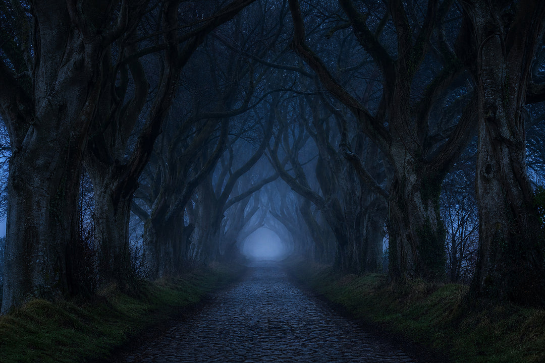 The Dark Hedges: Walk the Most Haunted Road in Northern Ireland