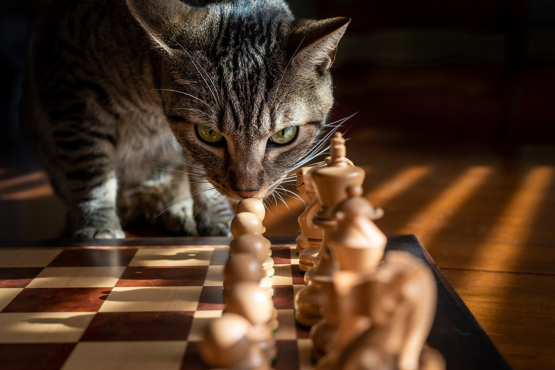 Cottagecore Table Top Games