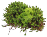 Soft Moss