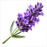Earthy Lavender