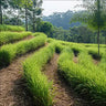 Earthy Vetiver