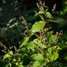 Patchouli