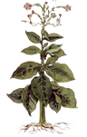 Tobacco