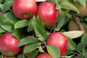 Sweet Apple